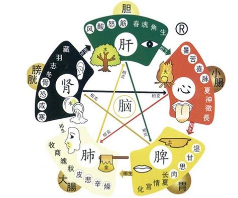 肝屬木|中醫基礎理論五臟詳解（肝）